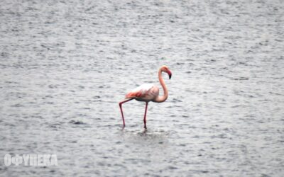 Φοινικόπτερο (Phoenicopterus roseus)